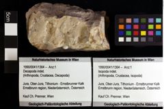 Foto (Objket + Etiketten) von Isopoda indet. 